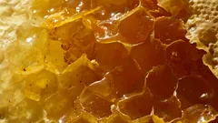 Nahaufnahme von frischer goldener Honigwabe mit glänzendem Honig.